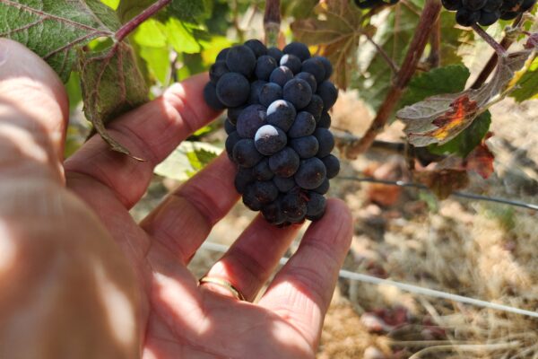 Champagne, vendanges 2026 : une gestion spécifique du pressurage