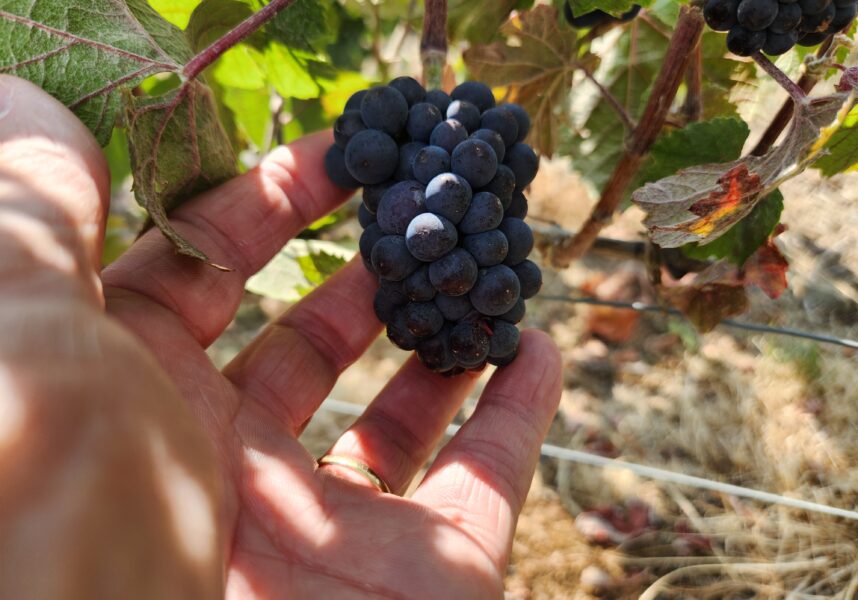 Champagne, vendanges 2026 : une gestion spécifique du pressurage Champagne, vendanges 2026 : une gestion spécifique du pressurage