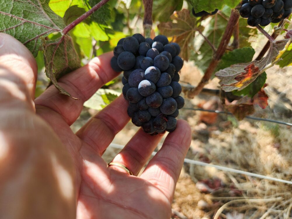 Reims La Marne Agricole Champagne Vendanges 2026 : une gestion spécifique du pressurage On semble battre des records de précocité tous les ans à présent lorsqu’il s’agit d’évoquer le ban des vendanges. Mais là on bat le record d’une très grande longueur puisque le 6 août des raisins étaient récoltés dans l’Aube sur le secteur de Montgueux, soit une semaine d’avance sur le précédent record de 2020. La prochaine fois, les vendanges commenceront-elles en juillet ?