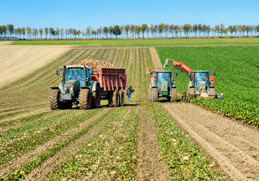 Campagne betteravière : Cristal Union adapte son dispositif face à une crise climatique et sanitaire inédite