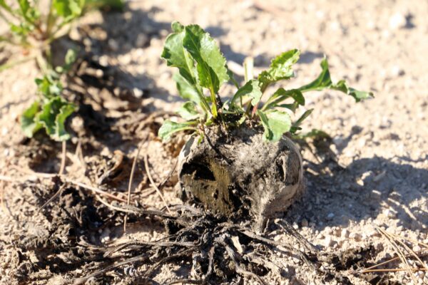 L’effondrement des récoltes d’été en France est confirmé L’effondrement des récoltes d’été en France est confirmé
