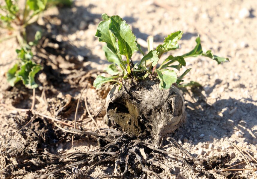 L’effondrement des récoltes d’été en France est confirmé