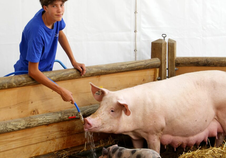 Cochon : un atout maître pour l’humanité ? Cochon : un atout maître pour l’humanité ?