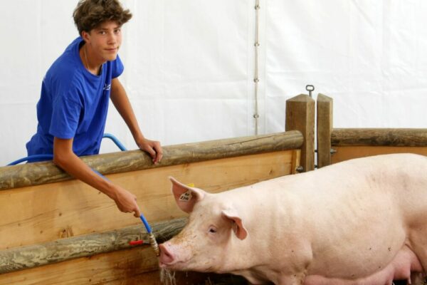 Cochon : un atout maître pour l’humanité ? Cochon : un atout maître pour l’humanité ?