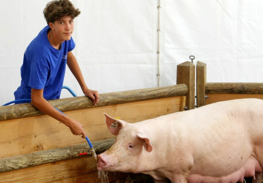 Cochon : un atout maître pour l’humanité ? Cochon : un atout maître pour l’humanité ?
