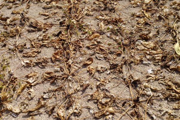 Reims : la calamité rhizopus, catastrophe du siècle pour les betteraves en Champagne Reims : la calamité rhizopus, catastrophe du siècle pour les betteraves en Champagne