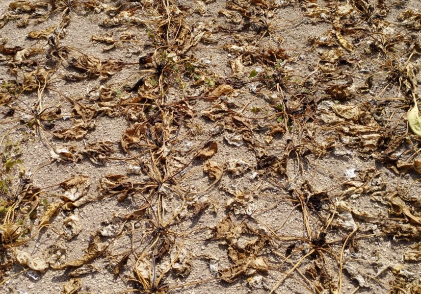 Reims : la calamité rhizopus, catastrophe du siècle pour les betteraves en Champagne