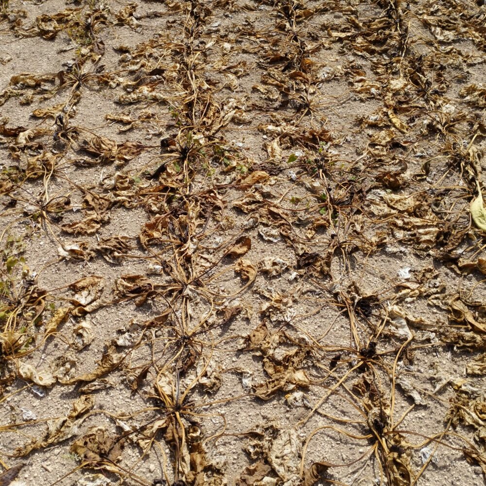 Reims La Marne Agricole La calamité rhizopus, catastrophe du siècle pour les betteraves en Champagne Maxime Allart, responsable régional de l’Institut technique de la betterave (ITB) délégation Champagne à Reims, explique que les attaques de rhizopus sont à imputer aux épisodes successifs de canicule qui ont affaibli les betteraves. Du jamais vu.
