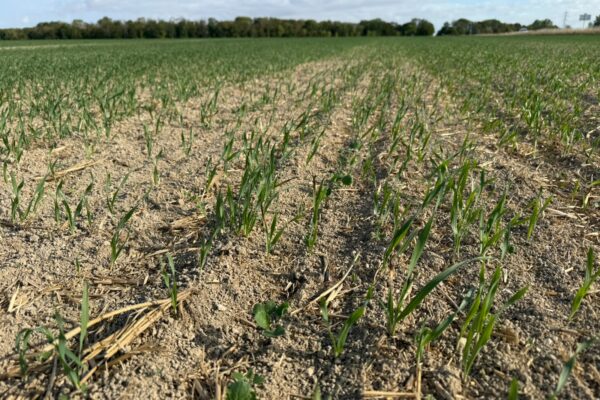 Colza : après des semis laborieux, les difficultés sur la phase automnale se poursuivent Colza : après des semis laborieux, les difficultés sur la phase automnale se poursuivent