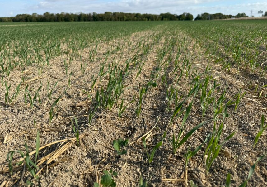 Colza : après des semis laborieux, les difficultés sur la phase automnale se poursuivent Colza : après des semis laborieux, les difficultés sur la phase automnale se poursuivent