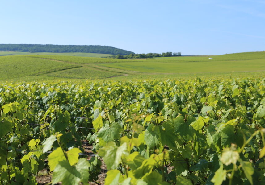 Épernay : coup d’arrêt à la révision de l’aire AOC Champagne