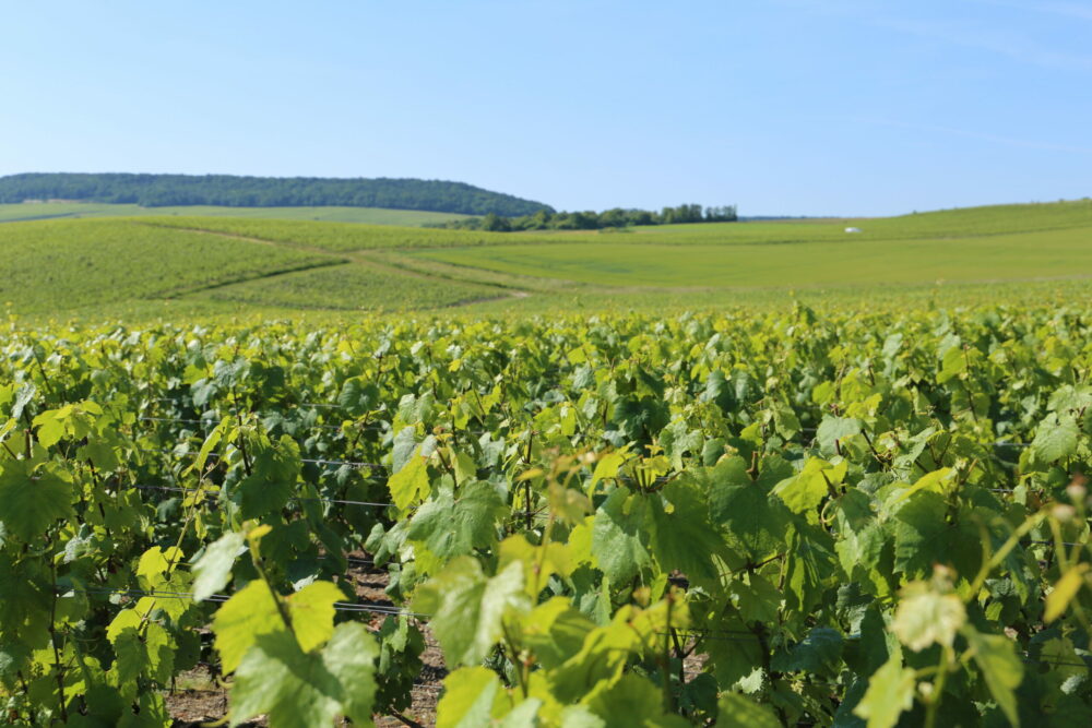 Reims La Marne Agricole Épernay : coup d’arrêt à la révision de l’aire AOC Champagne C’est le dernier rebondissement en date mais sans doute pas l’ultime. Le SGV Champagne, en tant qu'ODG (Organisme de défense et de gestion) a décidé le 21 octobre à Épernay de mettre à la révision de l’AOC Champagne.