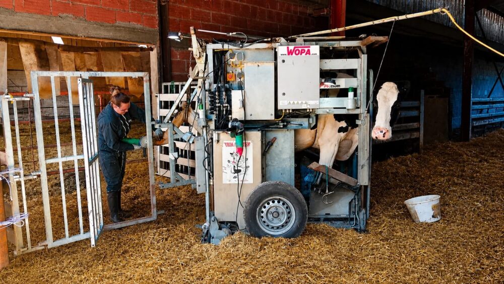 Reims La Marne Agricole Parage bovin : après la sécheresse 2026, les onglons réclament de l'attention Le service de parage de la Marne sera présent le jeudi 5 novembre à la journée portes ouvertes organisée dans le cadre du programme Ambition Éleveurs et en collaboration avec #Ose l’Élevage à la SCEA de Gumont, à Éclaires. L'occasion de comprendre pourquoi, après un été sec, l'entretien des pieds des bovins est un levier de prévention à ne pas négliger.